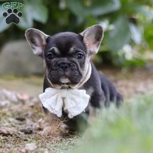 Peirre, French Bulldog Puppy